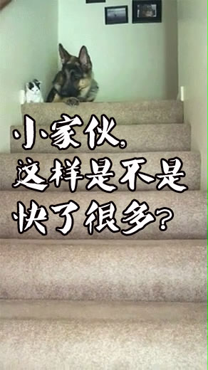 德牧叼着猫咪上楼梯后续,哈士奇下楼遇到德牧认怂了