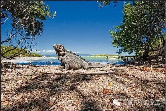 绿鬣蜥饲养,绿鬣蜥如何饲养
