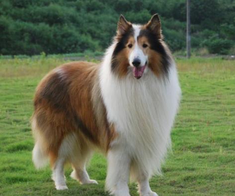 狗狗疑难杂症皮肤病,狗狗真菌性皮肤病