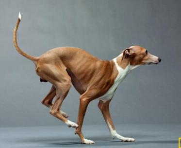 狗狗疑难杂症皮肤病,狗狗真菌性皮肤病