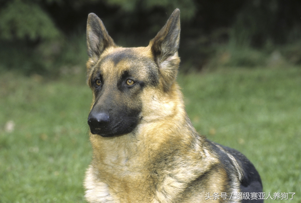 德国牧羊犬生病,德国牧羊犬体力太差怎么办