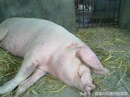 母猪产可能会厌食，具体原因及治疗办法是什么