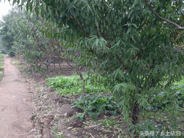 农业创业项目农村致富项目,未来十年农村致富项目