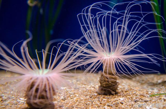 静如处子动如脱兔古诗,静如处子动如脱兔出自哪里