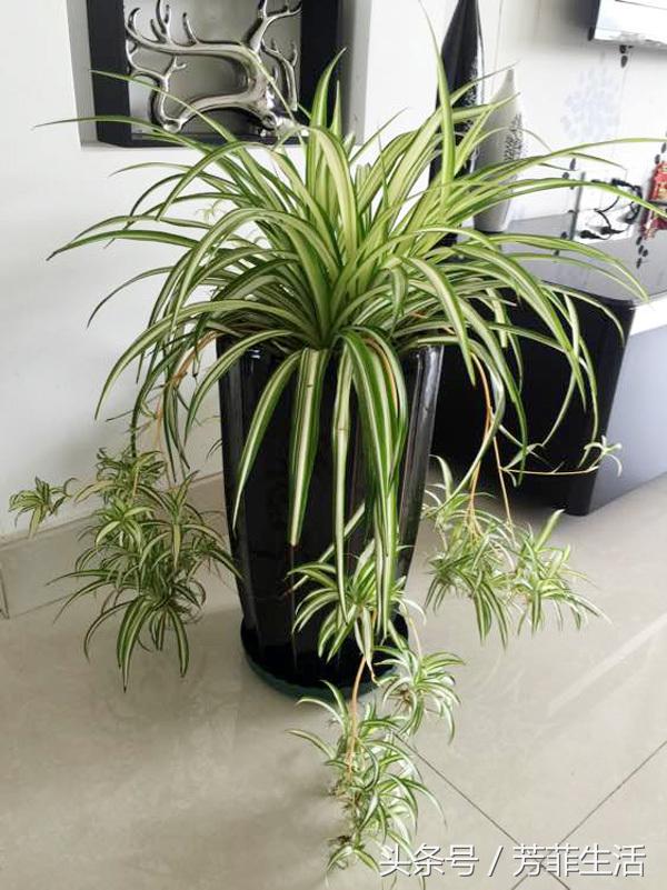 吊兰换完土叶子蔫了,牡丹吊兰干蔫怎么办