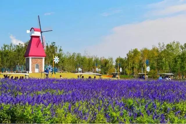 泰山天颐湖菊花节,游东湖公园菊花展