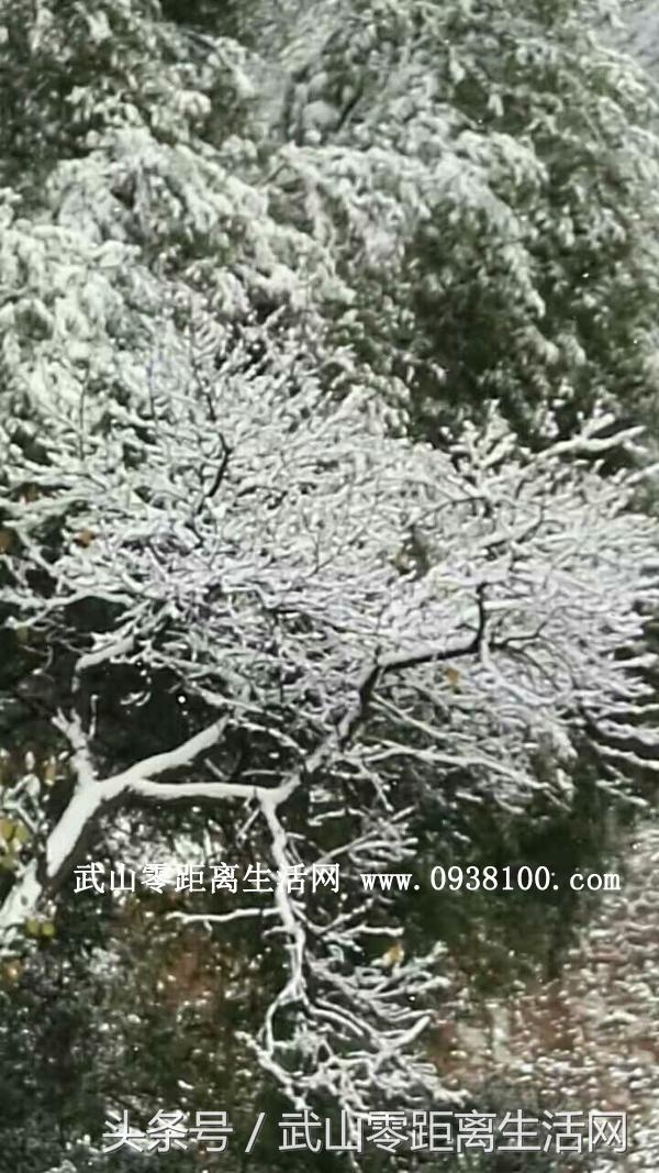 武山唯美雪景，一眼看到的不是寒冷，而是陶醉（图文/周海燕）