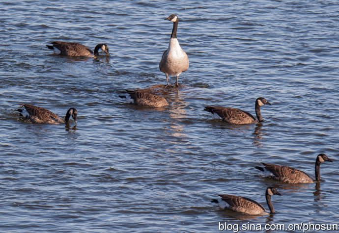 加拿大大雁成灾成灾 (人类与大雁和谐共处视频)