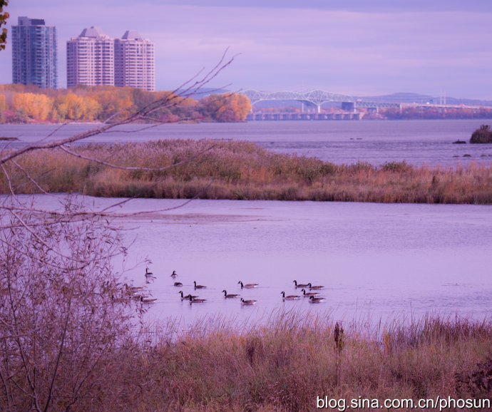 加拿大大雁成灾成灾 (人类与大雁和谐共处视频)