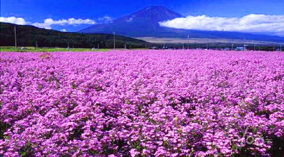 国内第一家“薰衣草世界”：清远薰衣草世界