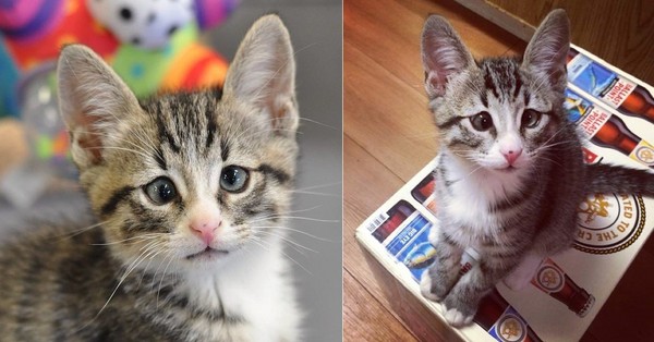 斗鸡眼的猫,斗鸡眼猫会自愈吗