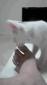 老坛酸菜用脚踩是什么工序,用我的脚踩过的老坛酸菜你会吃吗