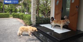 金毛到家擦脚视频,金毛照顾柯基