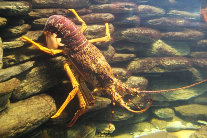 Hokitika的小城日记