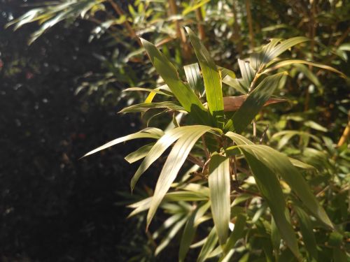 小米手机红米3价格,小米3和红米增强版