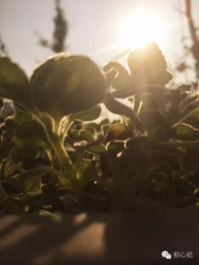 有一座慢待时光的农场，在四季牧歌里吟唱！