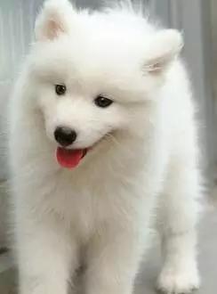 天热狗狗不喜欢吃饭怎么办,狗狗呕吐不吃饭是什么病