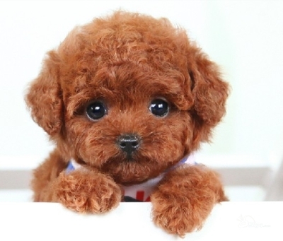 9岁泰迪突然后腿走路一瘸一拐,刚满月小泰迪走路一瘸一拐