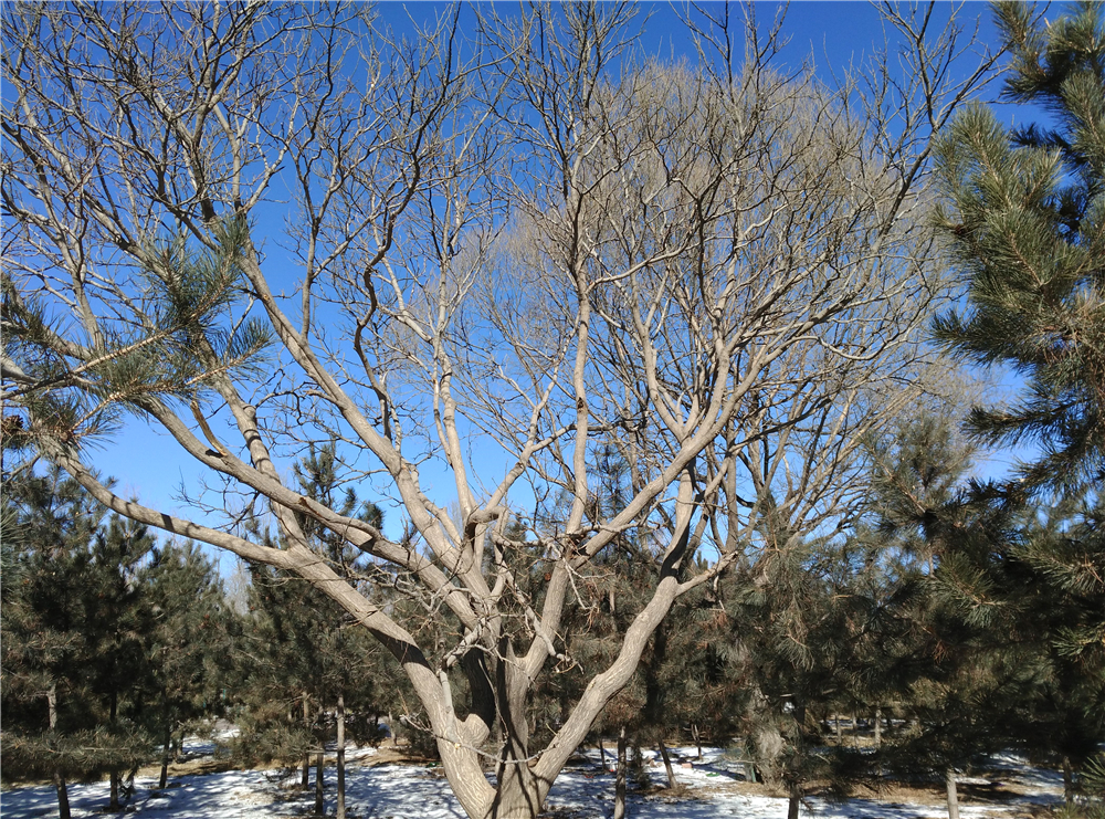 华为麦芒4有白色吗,测评华为麦芒4