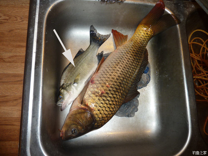 十全武功秘籍,十全大补汤钓鱼