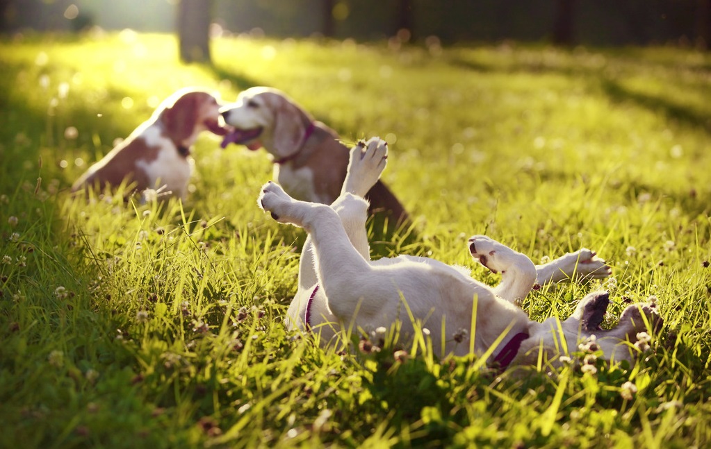狗狗身上有异味怎么办,狗狗身上有臭味怎么办用什么药