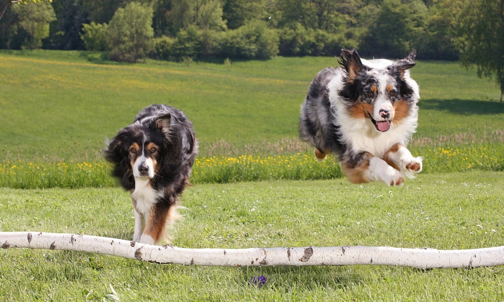 狗狗身上有异味怎么办,狗狗身上有臭味怎么办用什么药