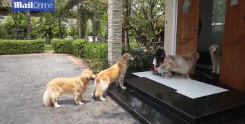 金毛到家擦脚视频,金毛照顾柯基