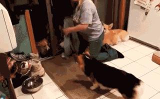 金毛到家擦脚视频,金毛照顾柯基