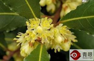 化妆品中有哪些是易燃易爆炸,化妆品使用说明和关注事项