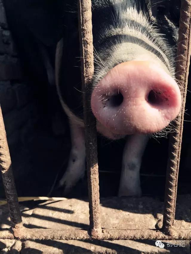 有一座慢待时光的农场，在四季牧歌里吟唱！