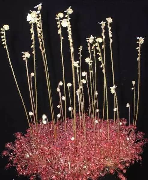 叉叶茅膏菜天敌,芍叶茅膏菜如何分株