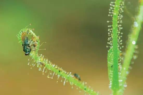 叉叶茅膏菜天敌,芍叶茅膏菜如何分株