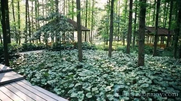 风景园林中的植物搭配,园林植物搭配规划