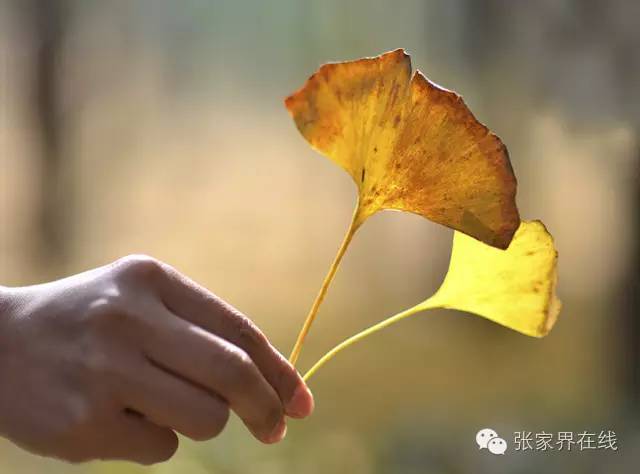 影像张家界季节篇：深秋的印记