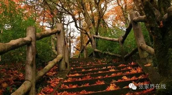 影像张家界季节篇：深秋的印记