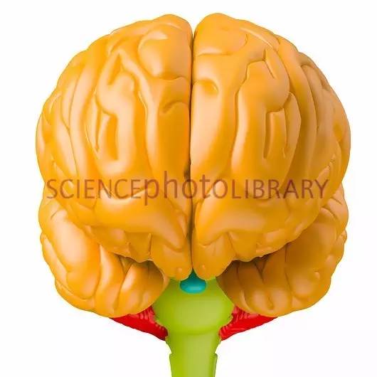脑垂体瘤术后影响甲功,垂体瘤术后甲状腺功能低下的症状
