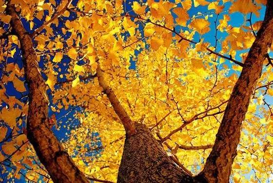 天平山的枫叶有几种,天平山枫叶什么时候变红