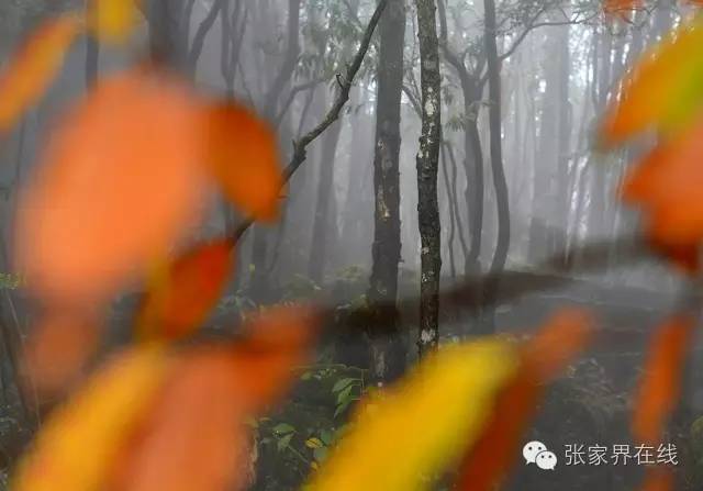 影像张家界季节篇：深秋的印记