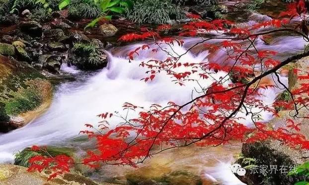 影像张家界季节篇：深秋的印记