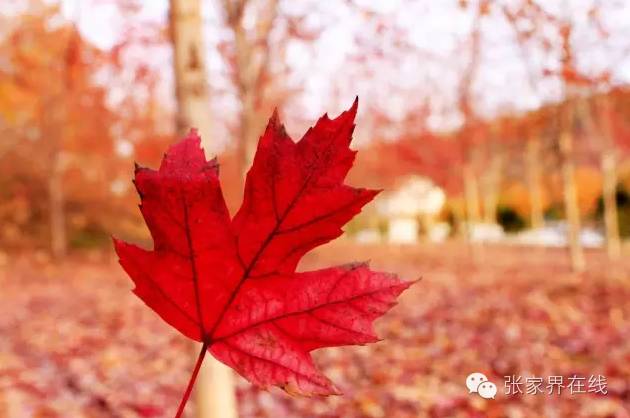 影像张家界季节篇：深秋的印记