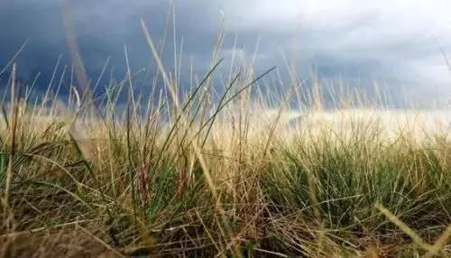 目前最全的除草剂讲解（赶紧收藏吧！）