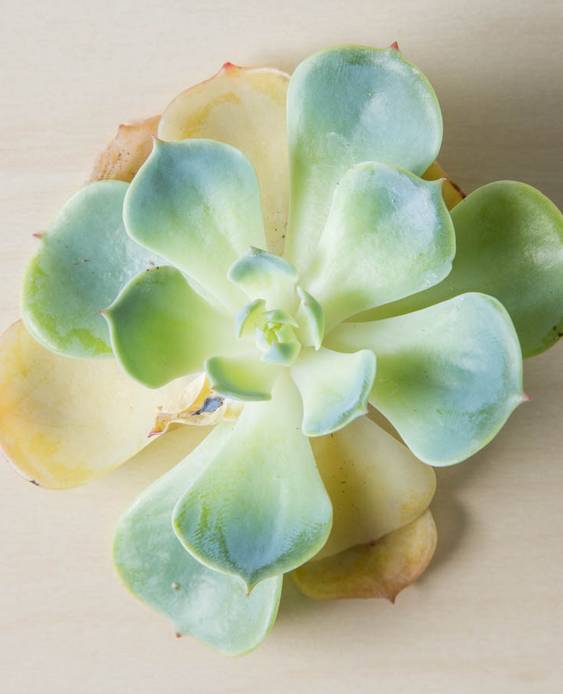 多肉不是徒长就是干,多肉上面黄叶枯萎是什么原因