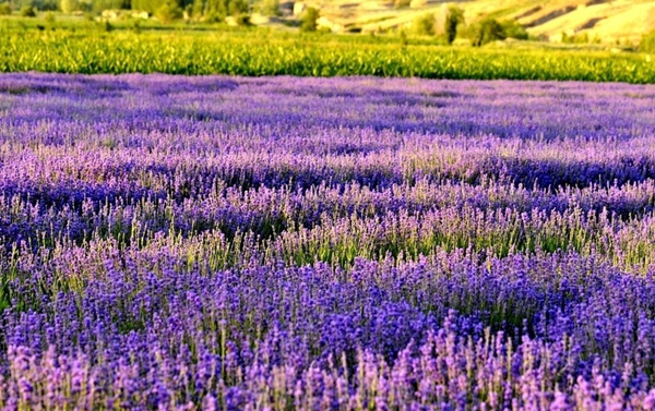 国内第一家“薰衣草世界”：清远薰衣草世界