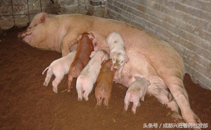 母猪产可能会厌食，具体原因及治疗办法是什么