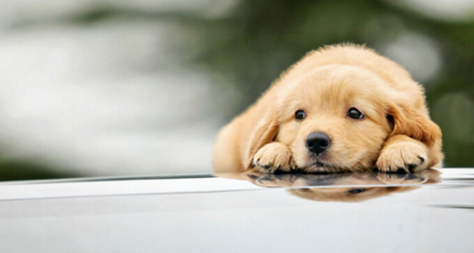 关注了！新加坡售出宠物狗前必须申领狗牌，另附最全汪星人英文名