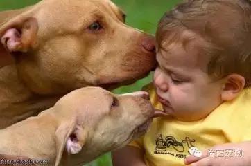 为什么狗狗这么喜欢舔蟾蜍,狗狗喜欢舔脚是因为什么原因