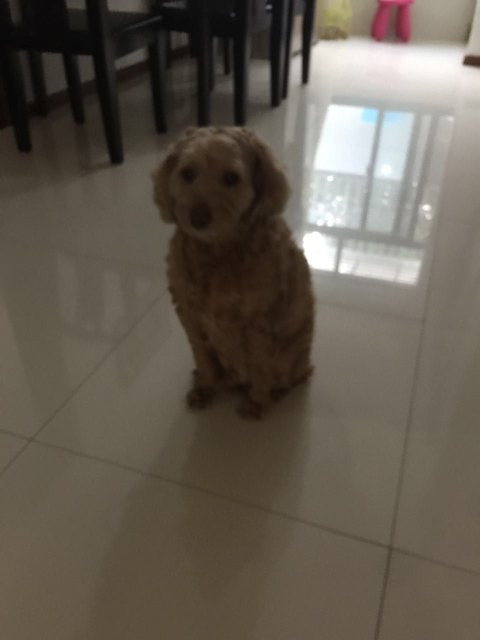 200元买蓝猫火了,200块钱买了一只蓝猫