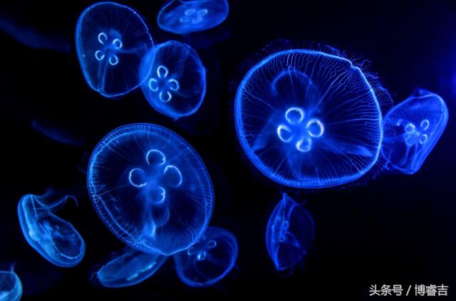 静如处子动如脱兔古诗,静如处子动如脱兔出自哪里