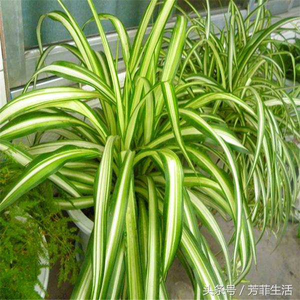 吊兰换完土叶子蔫了,牡丹吊兰干蔫怎么办