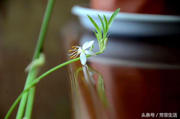 吊兰换完土叶子蔫了,牡丹吊兰干蔫怎么办